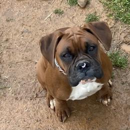 Hershey - Boxer