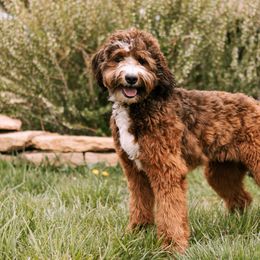 Aussiedoodle and Bernedoodle All Grown Up from Sassy Pants Pups