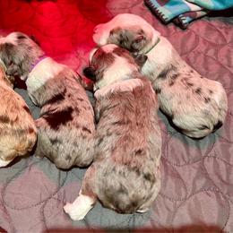 Aussiedoodle puppies from Puppies at The Happy Acre Farm