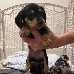 Grace - Black and cream female Dachshund puppy in Miami, Florida from Teenie Bikini Weenies