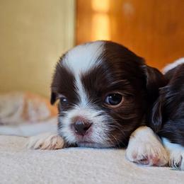 NOVA - Liver and white female Shih Tzu puppy in Los Banos And Bay Area, California from Shantii's Shih Tzu's