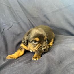 Chip - Black tri male Miniature Australian Shepherd puppy in Medical Lake, Washington from MAS Gone Rogue