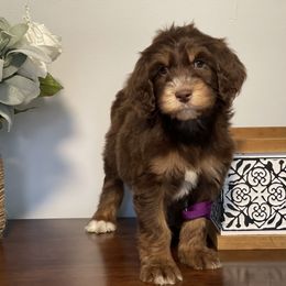 Goldendoodle Puppies from Muddydoodles