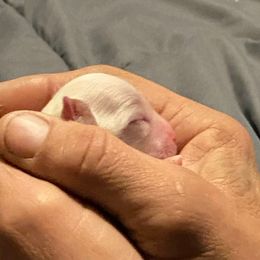 Red boy - White male Maltese puppy in Billingsley, Alabama from Euphoria Maltese
