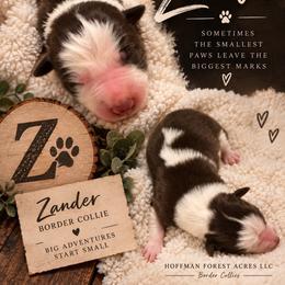 Zander boy - White and red male Border Collie puppy in Fairview, Tennessee from Hoffman Forest Acres LLC