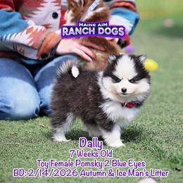 Dally - Black and white female Pomsky puppy in Humeston, Iowa from M.A.R. Dogs