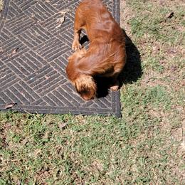 Dachshund Puppies from CLARK'S BREEDING PROGRAM