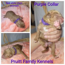 Purple - Red  Poodle puppy in Athens, Texas from Pruitt Family Kennels