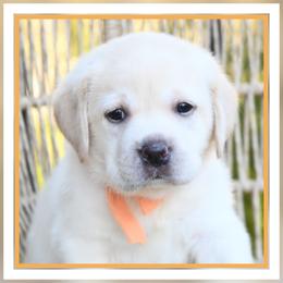 BonBon's Clementine - Yellow female Labrador Retriever puppy in Pasco, Washington from ROCK CREEK LABRADORS Pasco, WA