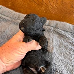 Post - Silver male Poodle puppy in Florence County, South Carolina from Modern Family Standards
