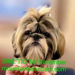 Tig - Shih Tzu