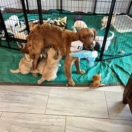 Golden Retriever Puppies from Sunshine Mountain Retrievers