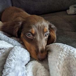Dachshund Puppies from Aster Creek Kennel