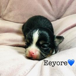 Eeyore - Black and tan male Chihuahua puppy in Hobgood, North Carolina from Four Kids’ Farms, LLC