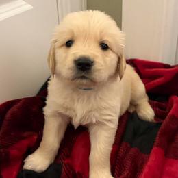 Blue - Light golden male Golden Retriever puppy in Seville, Ohio from Retriever Ranch