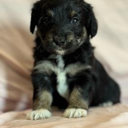 Song - Black and tan female Corgipoo puppy in Longmont, Colorado from Colorado Miniature Bernedoodle Puppies