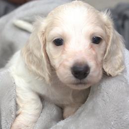 Benji - Piebald male Dachshund puppy in Cypress, Texas from Cypress Dachshunds