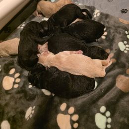 Lexus - Black female Goldendoodle puppy in Sanderson, Florida from Serenity Goldendoodles