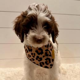 Blue Collar - Parti male Goldendoodle puppy in San Augustine, Texas from Vintage Doodles