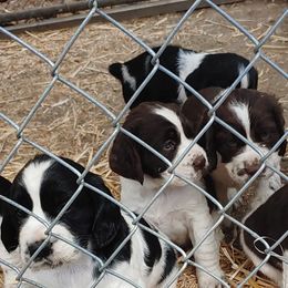 English Springer Spaniels from Springer Spaniels of Diamond Lake