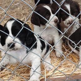 English Springer Spaniels from Springer Spaniels of Diamond Lake