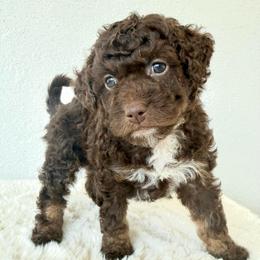 Eve - Brown and white female Bernedoodle puppy in Concord, California from Golden State Good Dogs