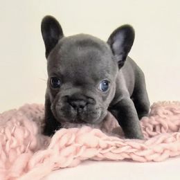 French Bulldog and Pomsky Puppies from Mini French Bulldog Pups