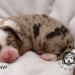 Willow - Chocolate merle female Bernedoodle puppy in Edmond, Oklahoma from Rock N Roll Doodles