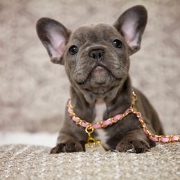 Chihuahua and French Bulldog Puppies from Destiny Chihuahuas