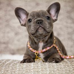Chihuahua and French Bulldog Puppies from Destiny Chihuahuas