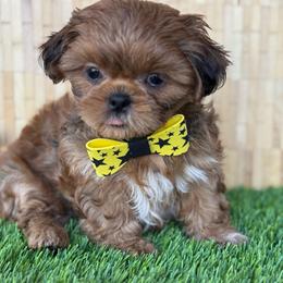 Bob - Red and tan male Shih Tzu puppy in San Tan Valley, Arizona from My Puppy Tzu