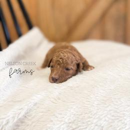 Paddy - Red male Maltipoo puppy in Huntsville, Texas from Nelson Creek Farms