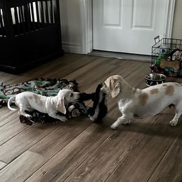 Dachshund Puppies from Empire's Dachshunds