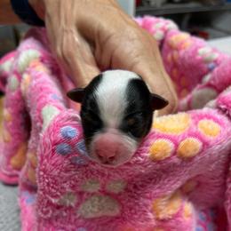 Loretta - Black tan and white female Biewer Terrier puppy in Osteen, Florida from Moonshadow Biewer Terriers