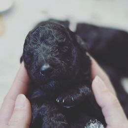 Poodle Puppies from Cajun Girl Kennels