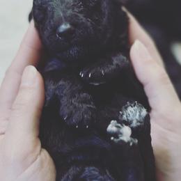Poodle Puppies from Cajun Girl Kennels