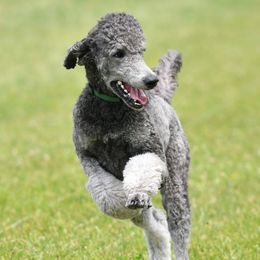 Tearin - Poodle