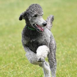 Tearin - Poodle