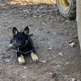 German Shepherd Puppies from StoneWall