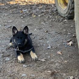 German Shepherd Puppies from StoneWall