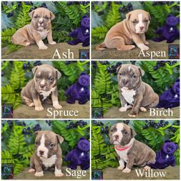 5th pick reserved - Blue brindle male American Bully puppy in Mobile, Alabama from Laser Elite Bullies