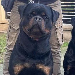 Rottweilers from Bella Vita Rottweilers