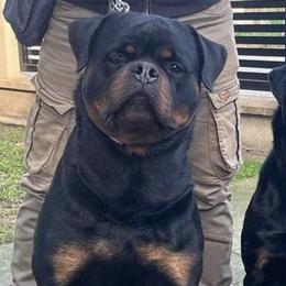 Rottweilers from Bella Vita Rottweilers