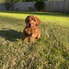 Whoodle All Grown Up from Perri’s Whoodles