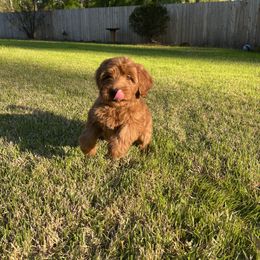 Whoodle All Grown Up from Perri’s Whoodles