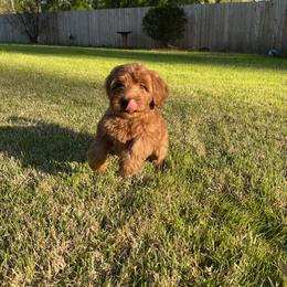 Whoodle All Grown Up from Perri’s Whoodles