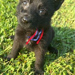 Red blue girl - Black female German Shepherd puppy in Clarkrange, Tennessee from Vom Wolff