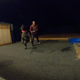 Boerboel All Grown Up from Romboel farm dogs