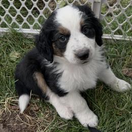 Golden Aussiedoodle and Goldendoodle Puppies from Wild Rose Tiny Poodles & Doodles