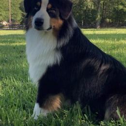 Rip - Australian Shepherd